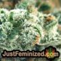 Amnesia Lemon Kush by Garden of Green THC CBD Close Up Trichomes Potency Yield Indica Sativa Strain Pic Images