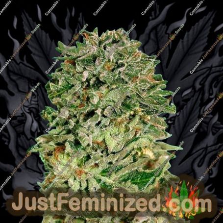 Shark Widow by Advanced Seeds Cannabis Seeds For Sale at Just Feminized