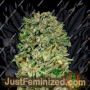 Shark Widow by Advanced Seeds Cannabis Seeds For Sale at Just Feminized