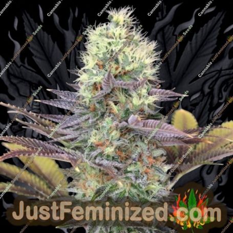 Cali Bay Dream by Garden of Green Cannabis Seeds For Sale at Just Feminized