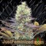 Cali Bay Dream by Garden of Green Cannabis Seeds For Sale at Just Feminized
