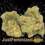 Shark Widow by Advanced Seeds Buds Weed Ganja Skunk Pot Reefer Dope Herb Pics Images