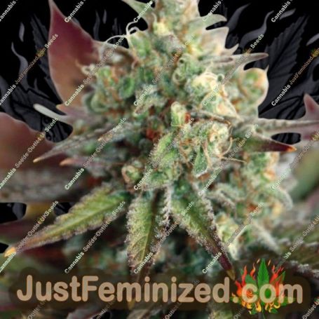 Critical 2.0 XL Auto by Garden of Green Cannabis Seeds For Sale at Just Feminized