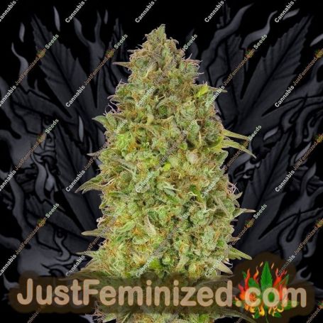 Skunk 47 by Advanced Seeds Cannabis Seeds For Sale at Just Feminized