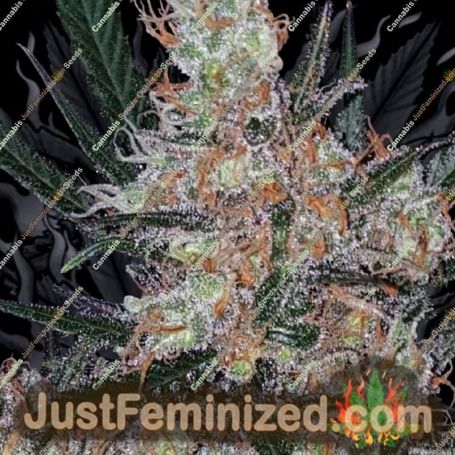 Diesel Berry Cough by Garden of Green Cannabis Seeds For Sale at Just Feminized