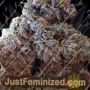 GDP x Gumberry Auto by Garden of Green Cannabis Seeds For Sale at Just Feminized