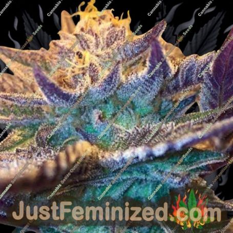 Girl Scout Cookies Auto by Garden of Green Cannabis Seeds For Sale at Just Feminized