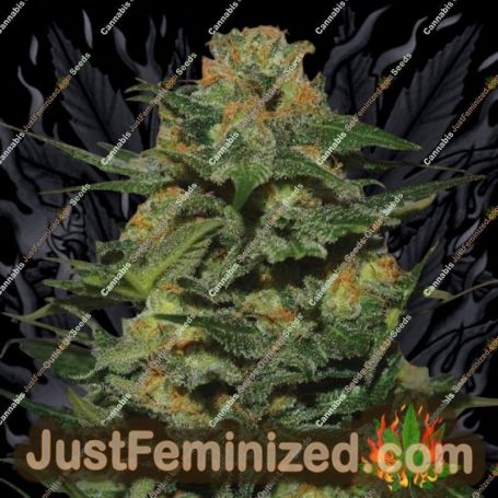 Green Crack by Garden of Green Cannabis Seeds For Sale at Just Feminized