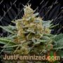 Guava by Garden of Green Cannabis Seeds For Sale at Just Feminized