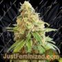 Kosher Kush by Garden of Green Cannabis Seeds For Sale at Just Feminized