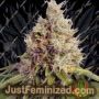 Kush Mass Auto by Garden of Green Cannabis Seeds For Sale at Just Feminized