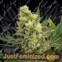 Pineapple Amnesia by Garden of Green Cannabis Seeds For Sale at Just Feminized