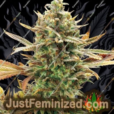 Super Critical Bud by Garden of Green Cannabis Seeds For Sale at Just Feminized