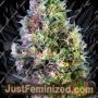 Super Pineapple Haze by Garden of Green Cannabis Seeds For Sale at Just Feminized