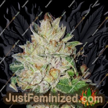 Violet Kush by Garden of Green Cannabis Seeds For Sale at Just Feminized