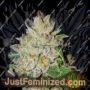 Violet Kush by Garden of Green Cannabis Seeds For Sale at Just Feminized