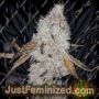 Wedding Cake by Garden of Green Cannabis Seeds For Sale at Just Feminized