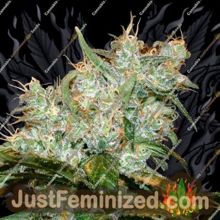 AK Auto by Genehtik Cannabis Seeds For Sale at Just Feminized