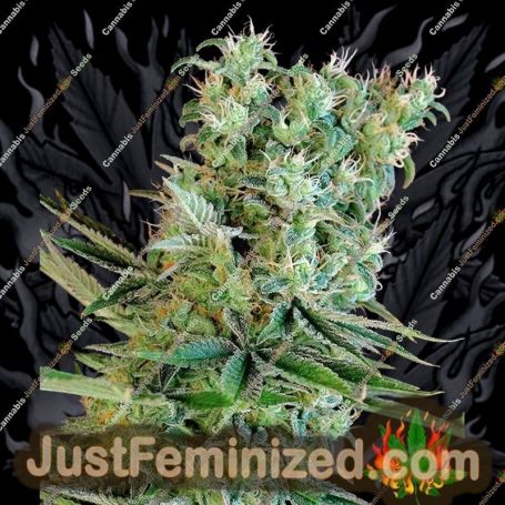 Amnesia Bilbo by Genehtik Cannabis Seeds For Sale at Just Feminized