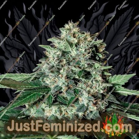 Gorilla Bilbo by Genehtik Cannabis Seeds For Sale at Just Feminized