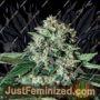 Gorilla Bilbo by Genehtik Cannabis Seeds For Sale at Just Feminized