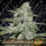Kritikal Bilbo by Genehtik Cannabis Seeds For Sale at Just Feminized