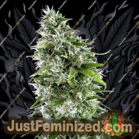 Kritikal Bilbo x AK-47 by Genehtik Cannabis Seeds For Sale at Just Feminized