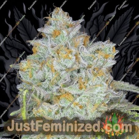 Amnesia Flash Auto by Anesia Seeds Cannabis Seeds For Sale at Just Feminized
