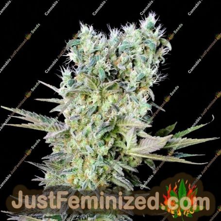 Northern Lights X by Genehtik Cannabis Seeds For Sale at Just Feminized