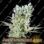 Northern Lights X by Genehtik Cannabis Seeds For Sale at Just Feminized