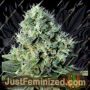 Santa Bilbo by Genehtik Cannabis Seeds For Sale at Just Feminized