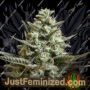 Sweet Bilbo by Genehtik Cannabis Seeds For Sale at Just Feminized