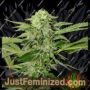 Txees Bilbo by Genehtik Cannabis Seeds For Sale at Just Feminized