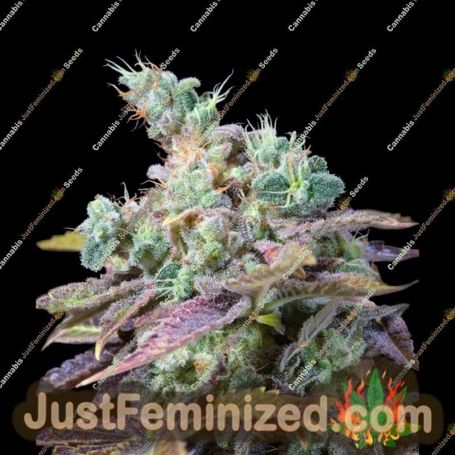 Txomango by Genehtik Cannabis Seeds For Sale at Just Feminized