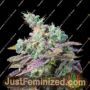 Txomango by Genehtik Cannabis Seeds For Sale at Just Feminized