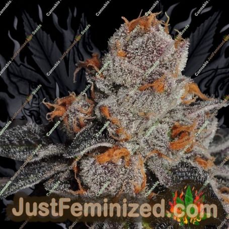 Anesia Scout Cookies by Anesia Seeds Cannabis Seeds For Sale at Just Feminized