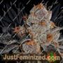 Anesia Scout Cookies by Anesia Seeds Cannabis Seeds For Sale at Just Feminized