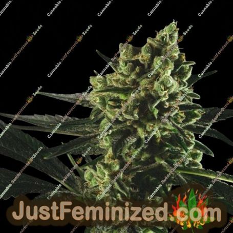 Best Mango by Genofarm Cannabis Seeds For Sale at Just Feminized