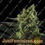 Best Mango by Genofarm Cannabis Seeds For Sale at Just Feminized