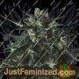 Black Diesel by Genofarm Cannabis Seeds For Sale at Just Feminized