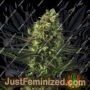 Goldenberry by Genofarm Cannabis Seeds For Sale at Just Feminized