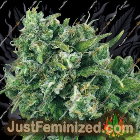 A-Train by Anesia Seeds Cannabis Seeds For Sale at Just Feminized