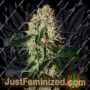 Arjans Haze No.3 by Greenhouse Seeds Cannabis Seeds For Sale at Just Feminized