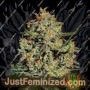 Big Bang by Greenhouse Seeds Cannabis Seeds For Sale at Just Feminized