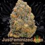 Bubba Kush by Greenhouse Seeds Buds Weed Ganja Skunk Pot Reefer Dope Herb Pics Images