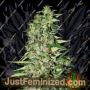 Diamond Girl by Greenhouse Seeds Cannabis Seeds For Sale at Just Feminized