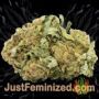 Diamond Girl by Greenhouse Seeds Buds Weed Ganja Skunk Pot Reefer Dope Herb Pics Images