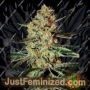 Himalaya Gold by Greenhouse Seeds Cannabis Seeds For Sale at Just Feminized