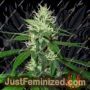 Kaia Kush by Greenhouse Seeds Cannabis Seeds For Sale at Just Feminized
