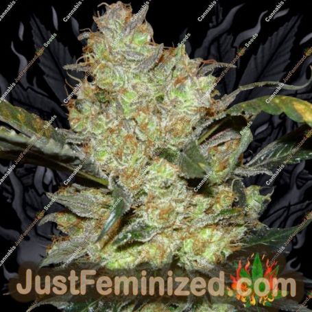 Kings Kush by Greenhouse Seeds Cannabis Seeds For Sale at Just Feminized